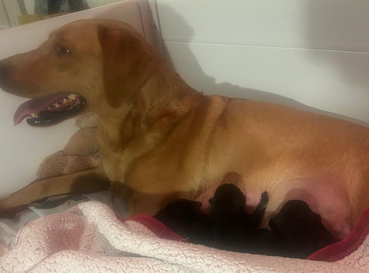 Maggie's Litter Labrador Litter