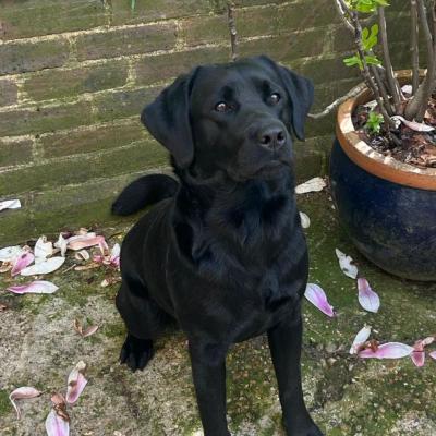 Inky Black Labrador 1